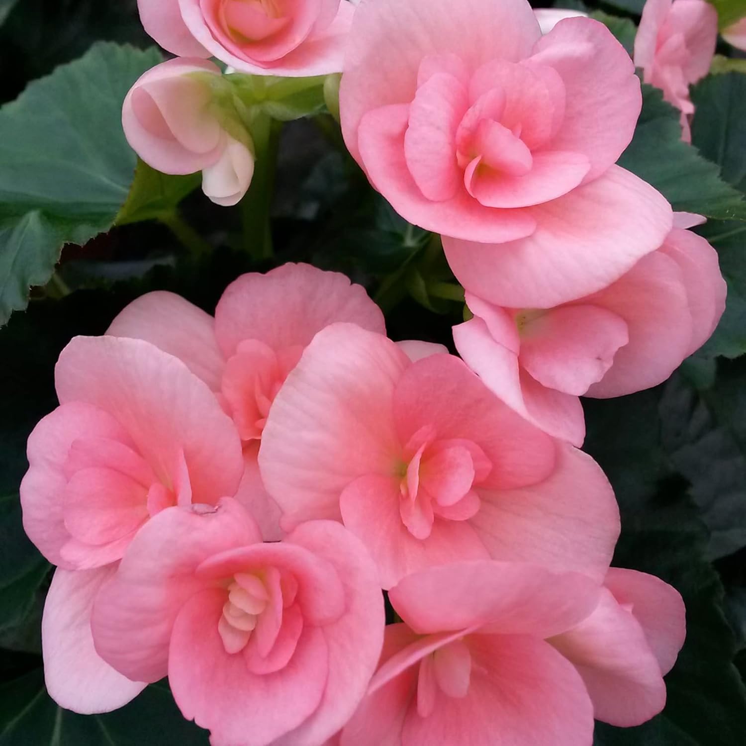 Pink Rieger Begonia Seeds | Popular Houseplant with Showy, Beautiful Flowers & Attractive Foliage | Easy to Care for | Ideal for Garden Beds, Indoor & Outdoor Spaces | 25Pcs Flower Seeds