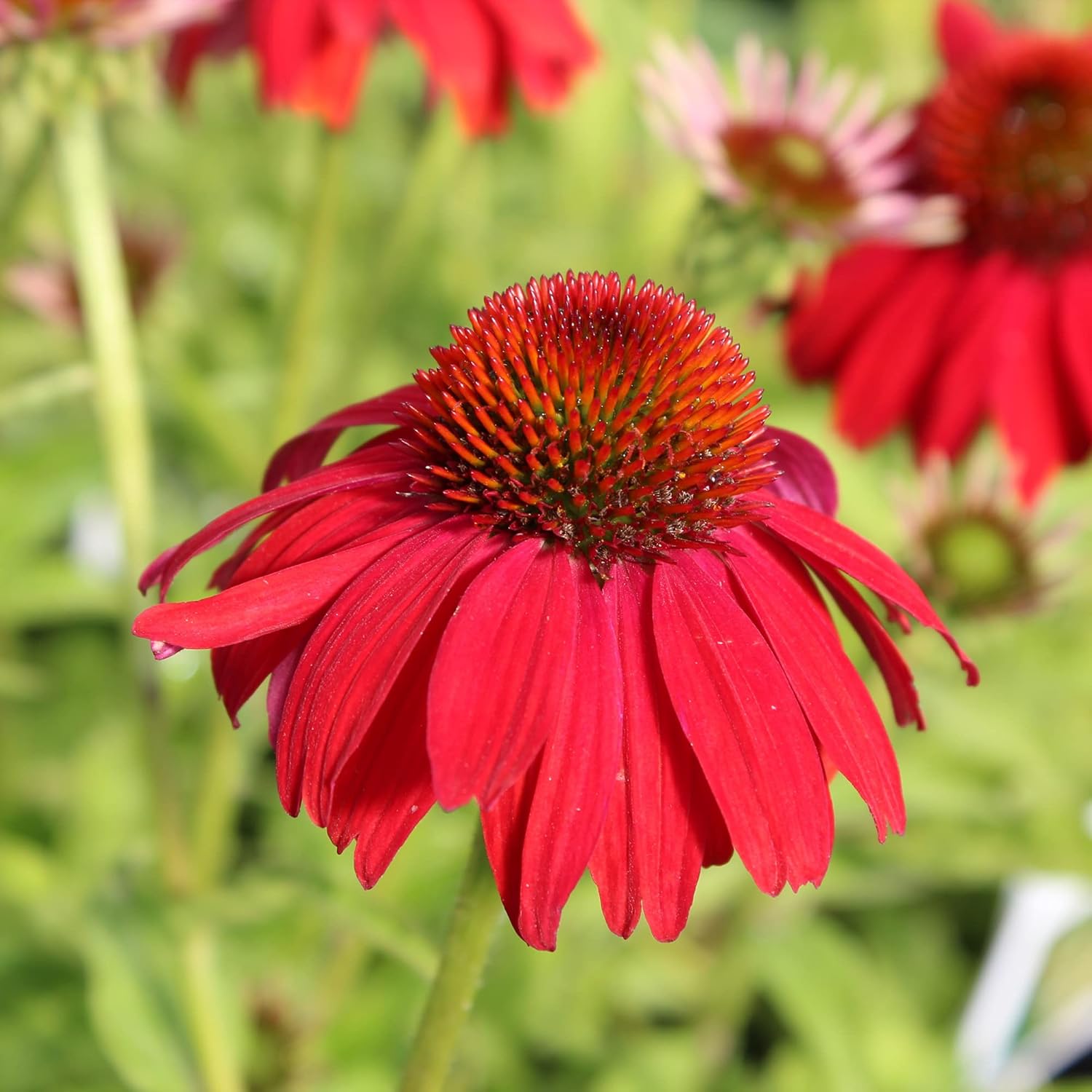 Tomatensuppe Echinacea Samen – Atemberaubende mehrjährige Pflanze für Rabatten, Prärien