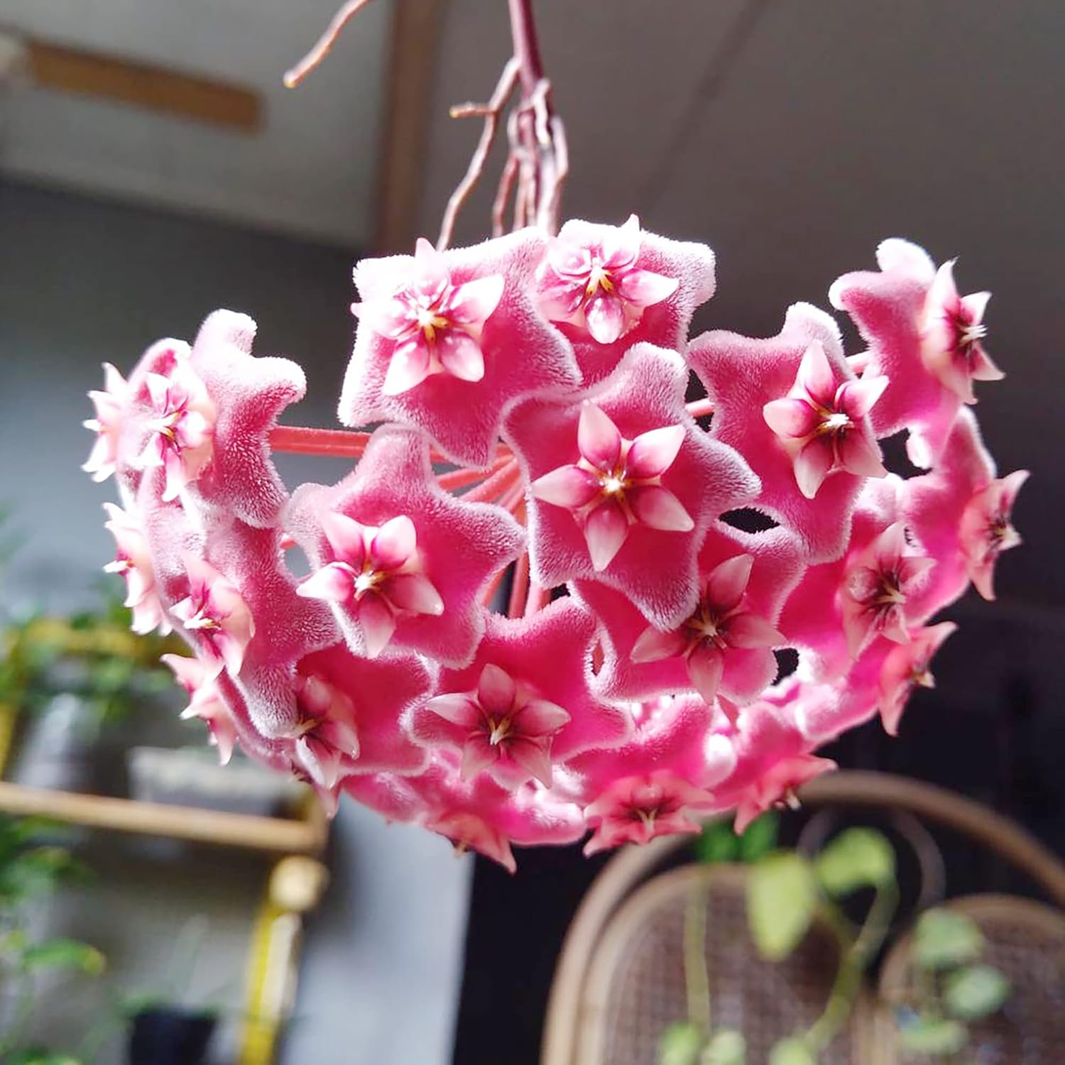 Hoya Carnosa Seeds | Wax Plant Seeds| Fragrant Perennial | Indoor Containers & Trellis