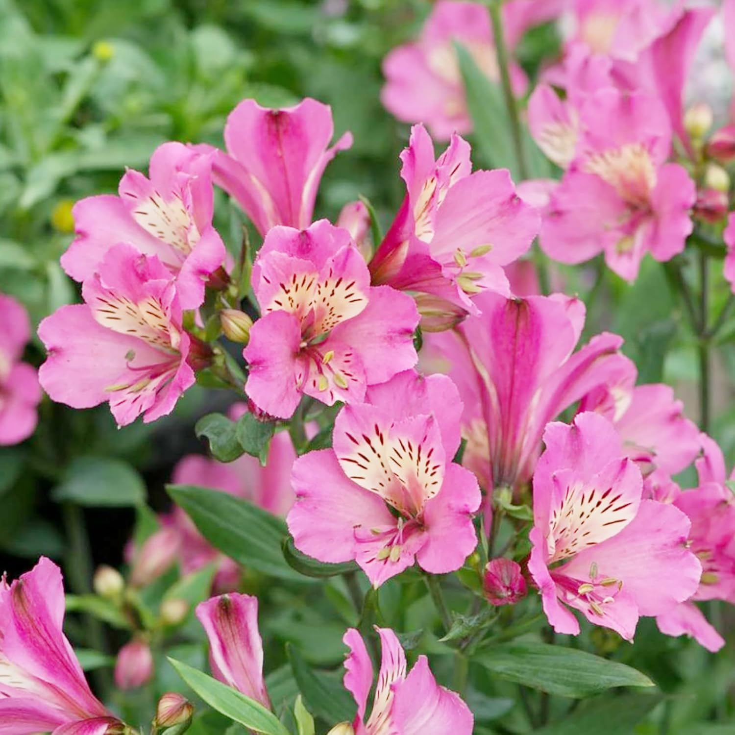 Pink Alstroemeria Seeds for Planting - Peruvian Lily Perennial, Perfect for Cut Flowers & Garden Borders