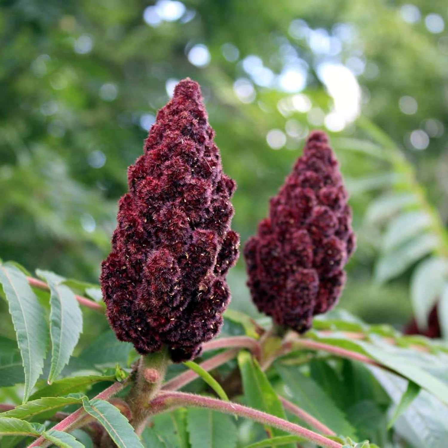 Staghorn Sumac Seeds | Rhus Typhina | Deciduous Shrub or Small Tree | Attracts Bees & Butterflies | Specimen Plant | Border Plant | Outdoor | 500Pcs Tree Seeds