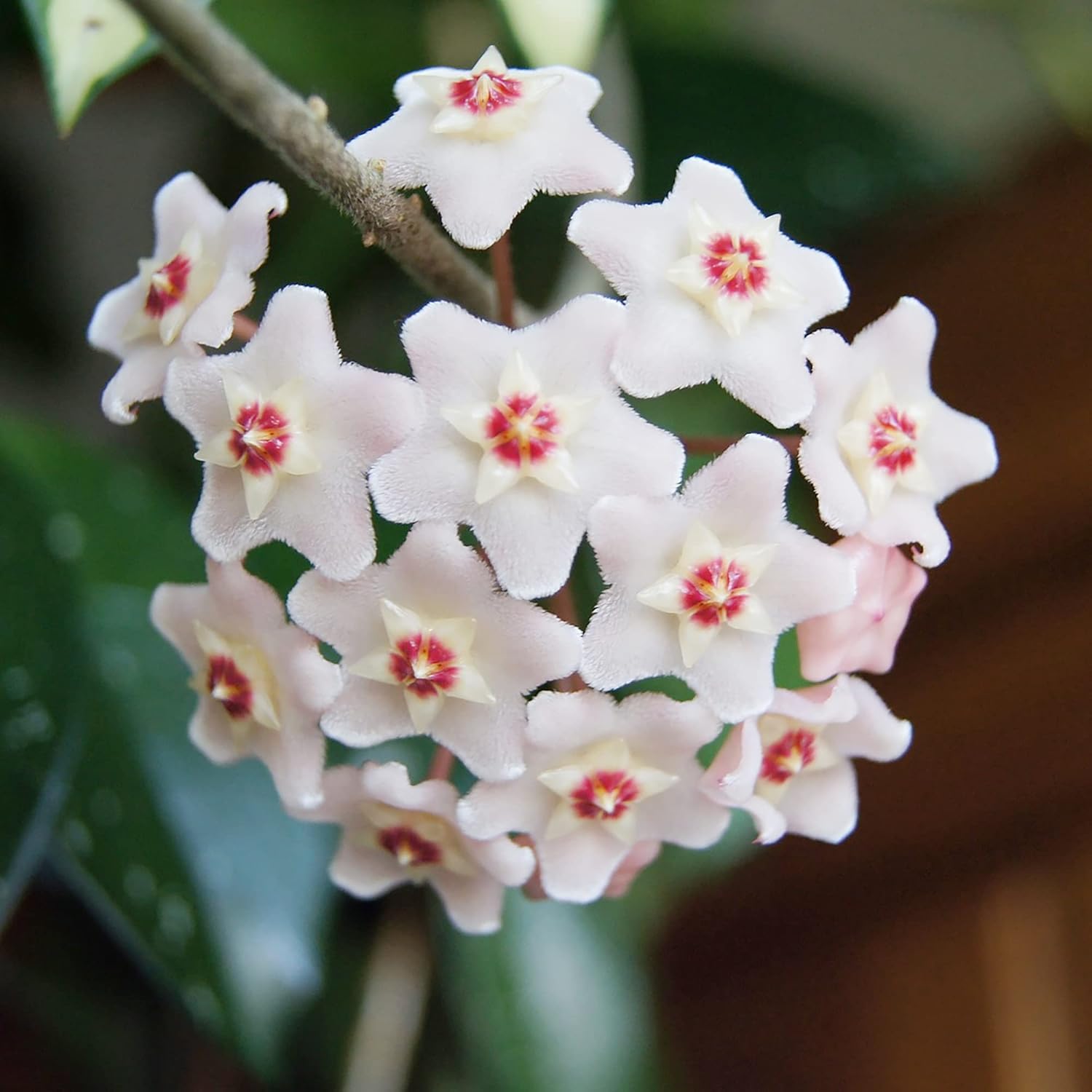 Hoya Carnosa Seeds | Wax Plant Seeds| Fragrant Perennial | Indoor Containers & Trellis