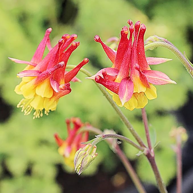 Doppelte orange-gelbe Akeleisamen – auffällige mehrjährige Pflanze, resistent gegen Rehe und Kaninchen, ideal für Bestäubergärten und -rabatten – 50 Stück