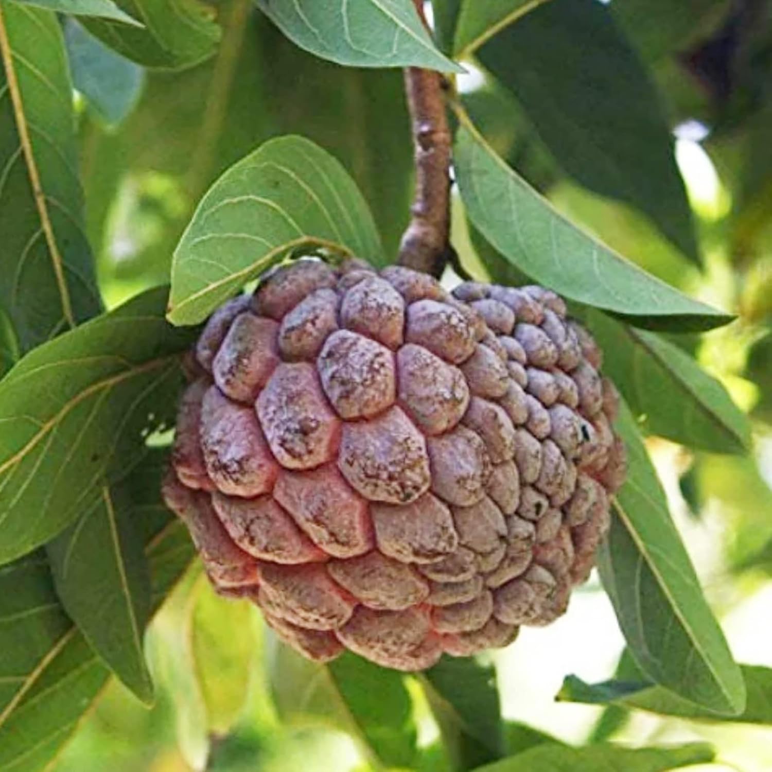 Red Sugar Apple Seeds | Sugar Apple, Sweetsop | Sweet, Custard-Like Flesh | Soft Texture & Aromatic Flavor | Ideal for Culinary Uses | 10 Pcs Seeds