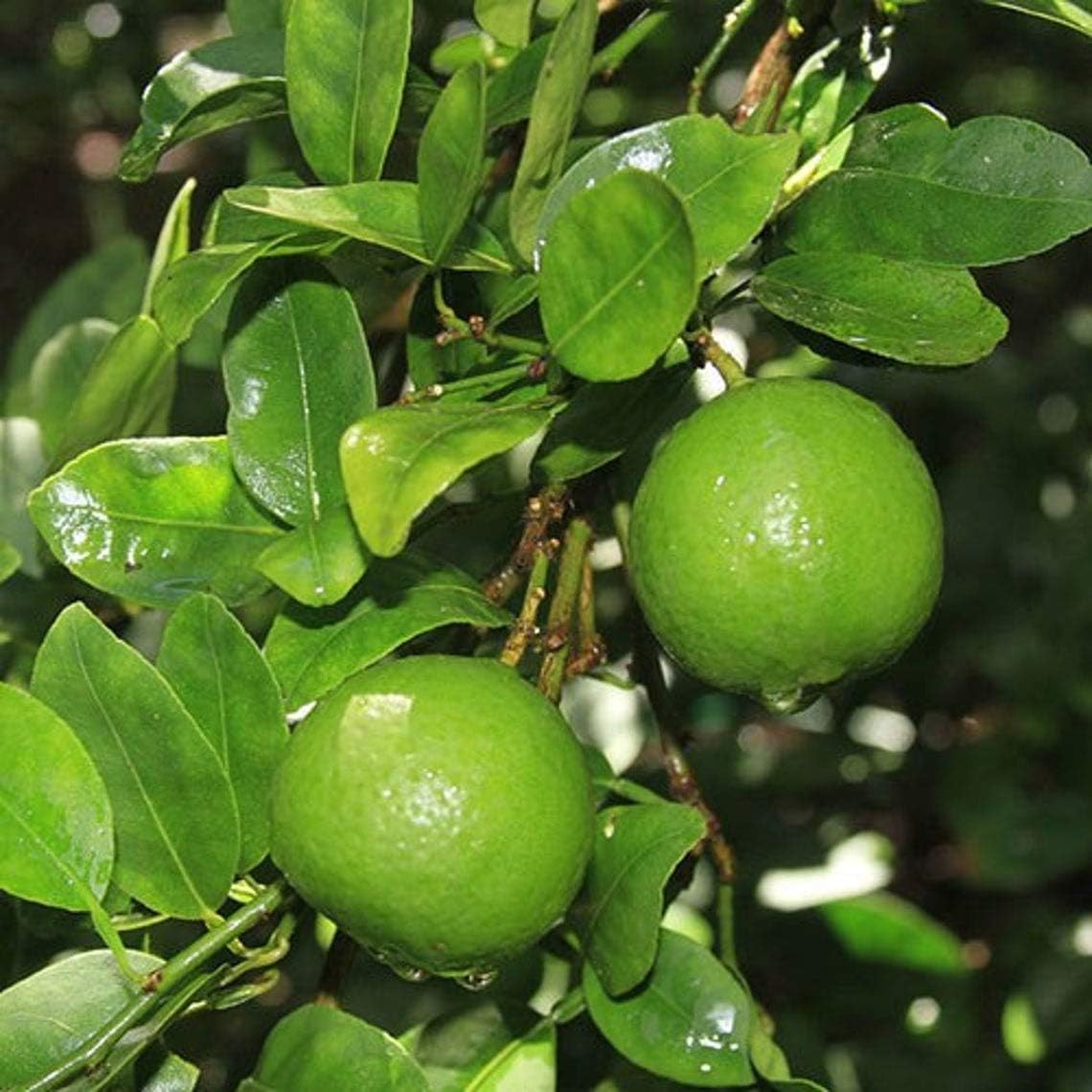 Lime Tree Seeds (Citrus aurantifolia) Packet of 5 Seeds | Grow Your Own Fresh Limes | Tropical Fruit Tree for Home Garden