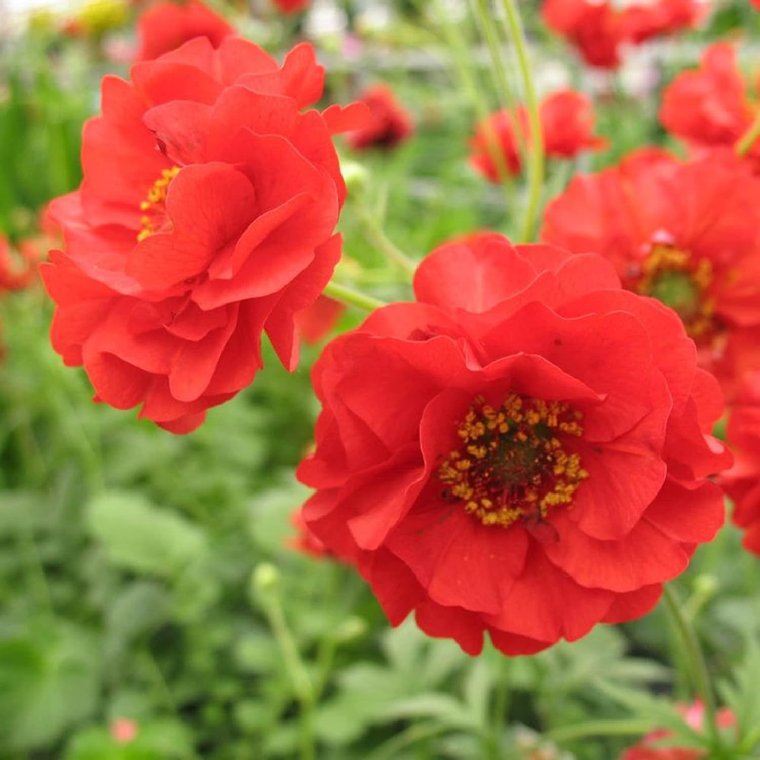 Doppelte Bloody Mary Geum-Samen zum Anpflanzen, zieht Kolibris und Bienen an, hirschresistent