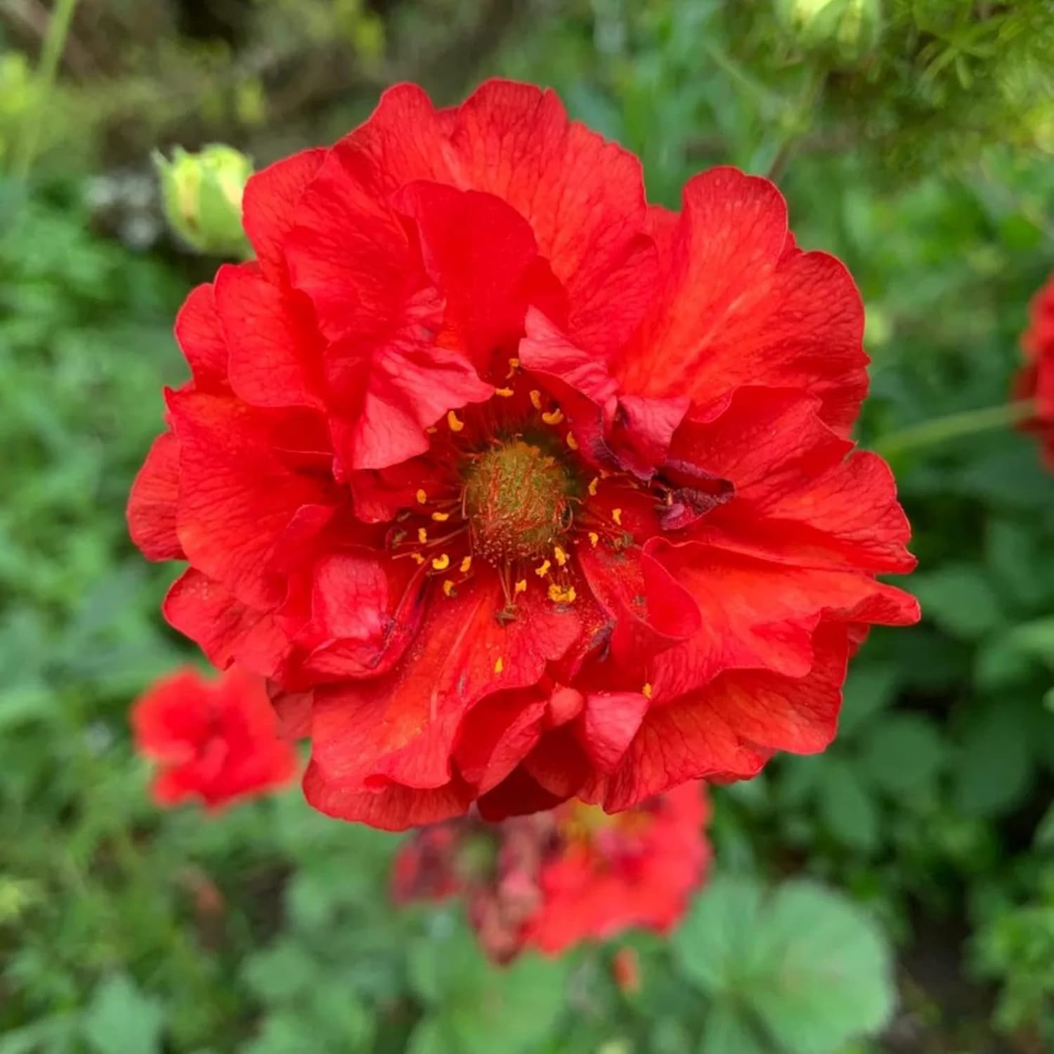 Doppelte Bloody Mary Geum-Samen zum Anpflanzen, zieht Kolibris und Bienen an, hirschresistent