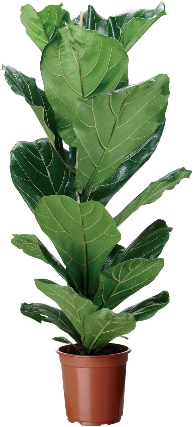 Ficus Lyrata Seeds for Planting,Fiddle-Leaf Fig Tree Seeds