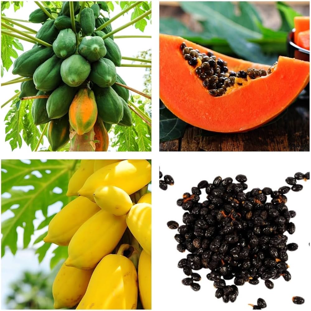 Papaya Fruit Seeds for Planting - 100 pcs - Fruit Seeds