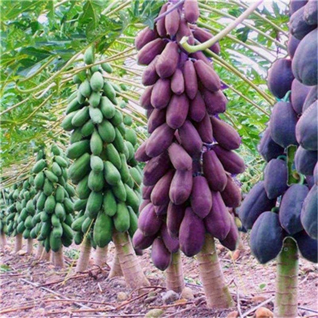 Papaya Fruit Seeds for Planting - 100 pcs - Fruit Seeds