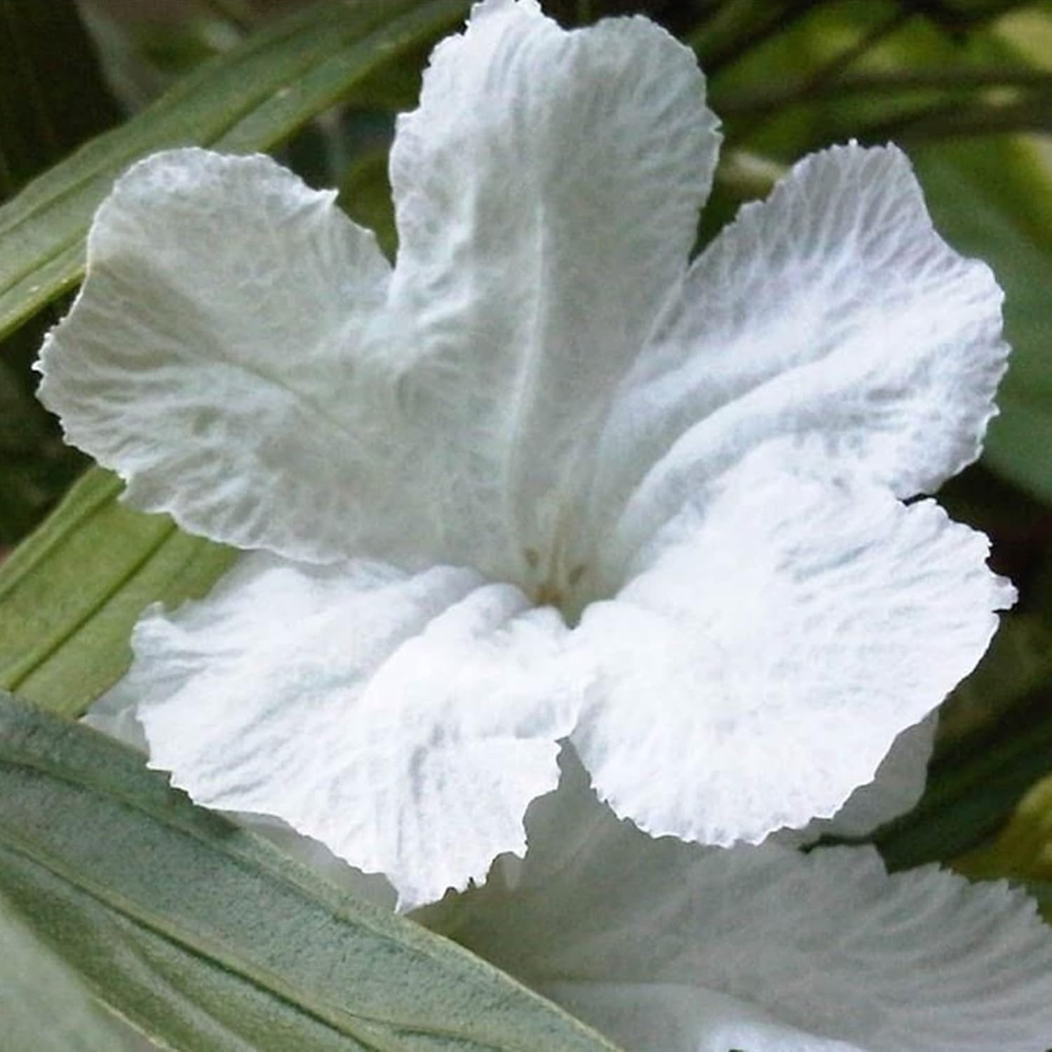 White Mexican Petunias Seeds Herbaceous Perennial Attract Bees & Butterflies Heat and Humidity Tolerant Borders Beds Containers Outdoor 30Pcs Flower Seeds