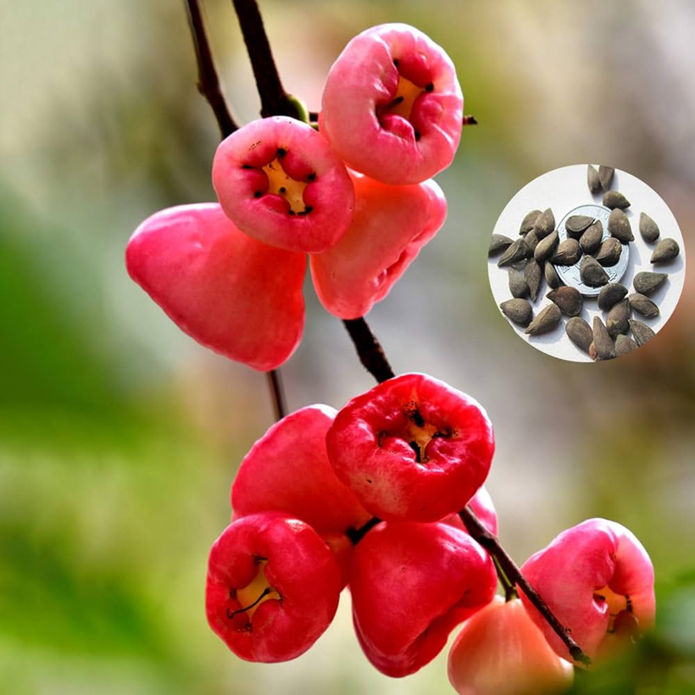 Rose Apple Seeds for Planting - 100 pcs - Fruit Seeds