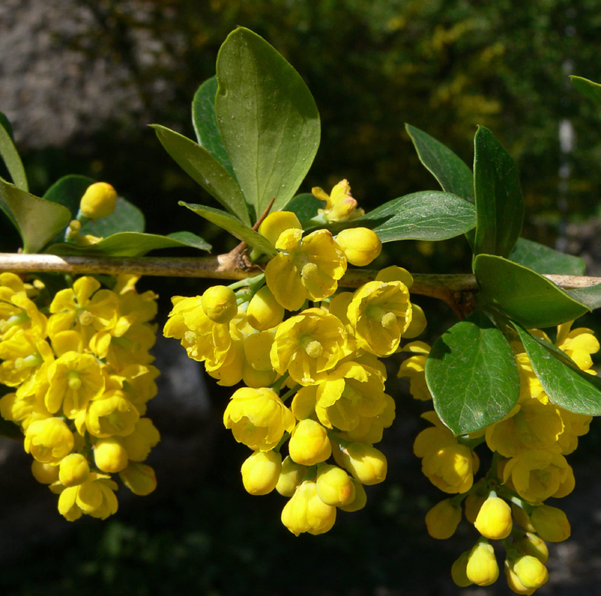 Berberis Aristata Seeds (Indian Barberry) for Gardens, Beds & Borders – Attract Pollinators, 50Pcs