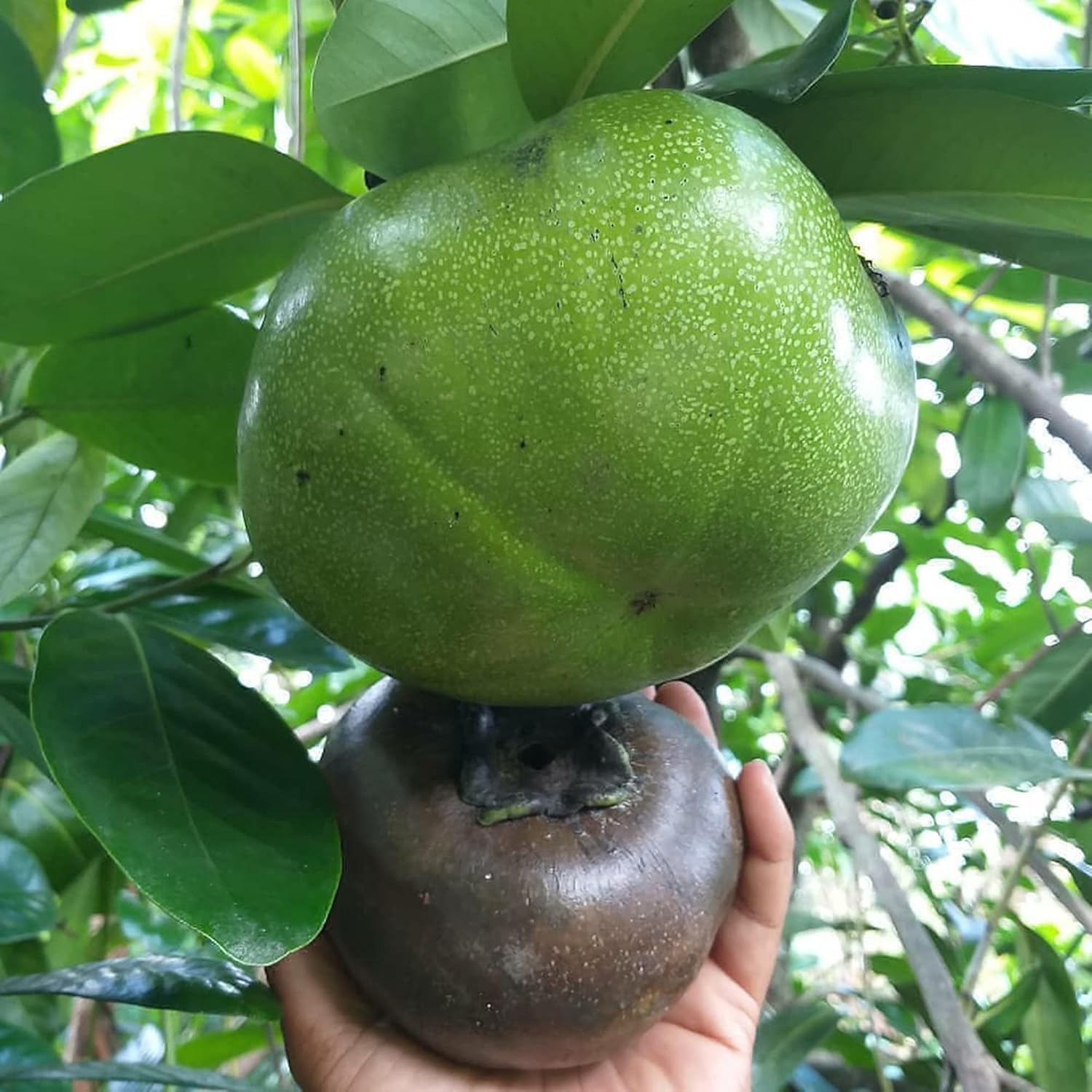 Diospyros Digyna Samen - Schwarzer Sapote, sattes dunkelbraunes Fleisch, kulinarische Verwendung