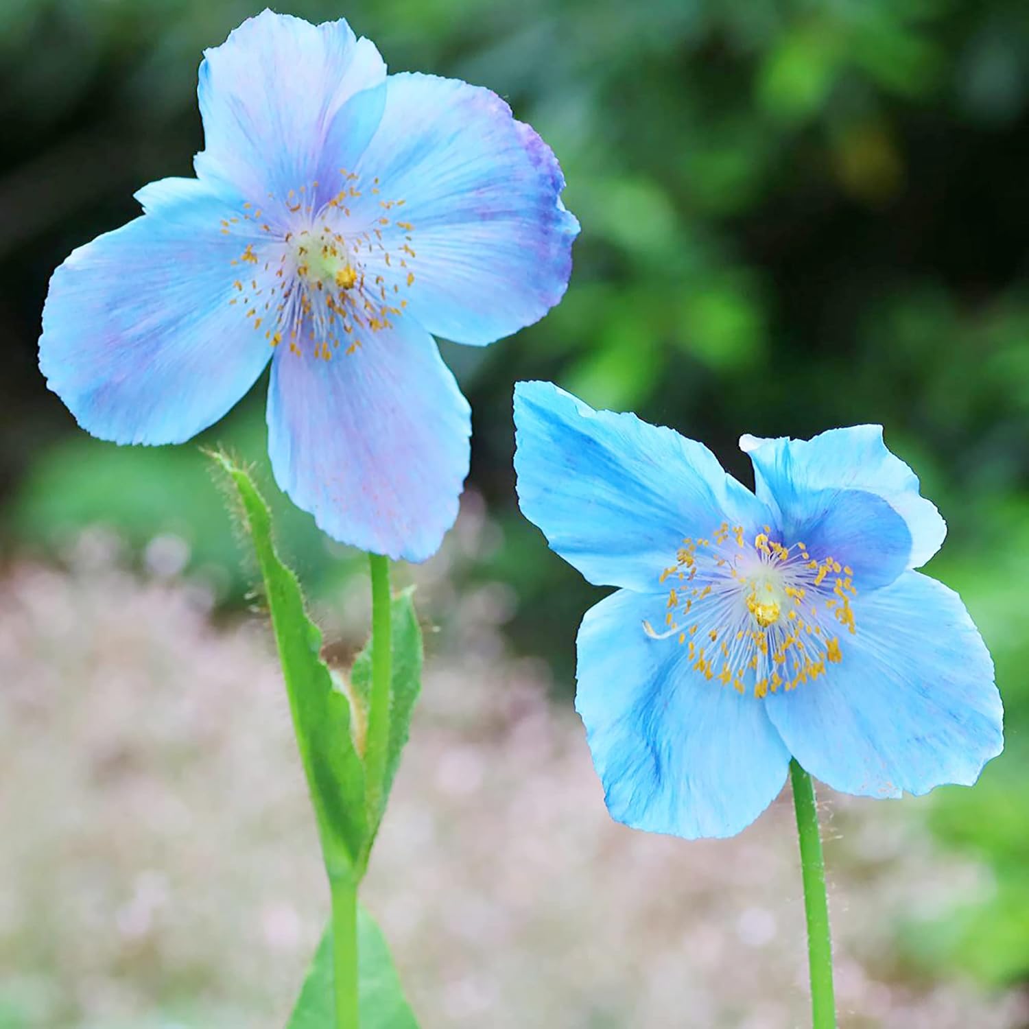 Himalaya-Blaumohnsamen – bezaubernde leuchtend blaue Blüten, kurzlebige Stauden für schattige Ränder und Waldgärten, 20 Stück Blumensamen