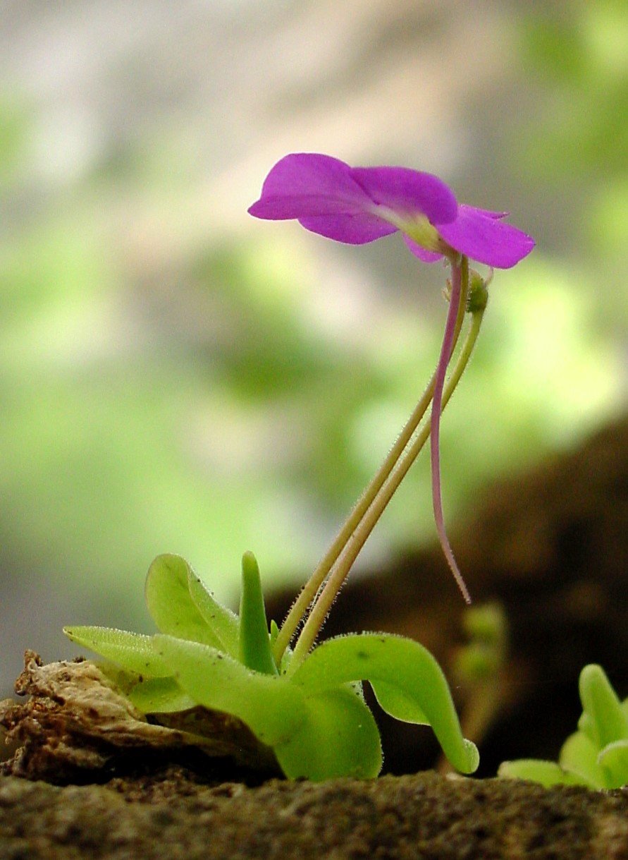 "Mexican Butterwort Seeds, Planting - 100 pcs" - Flower seeds