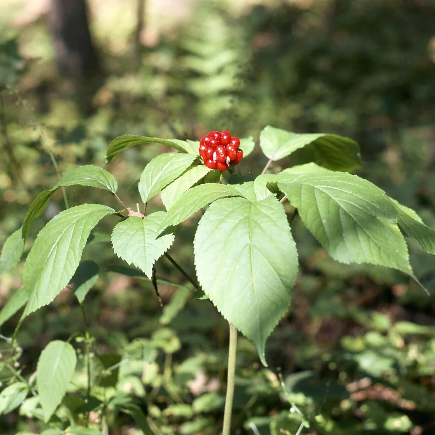 Graines de ginseng américain à planter, Panax Quinquefolius