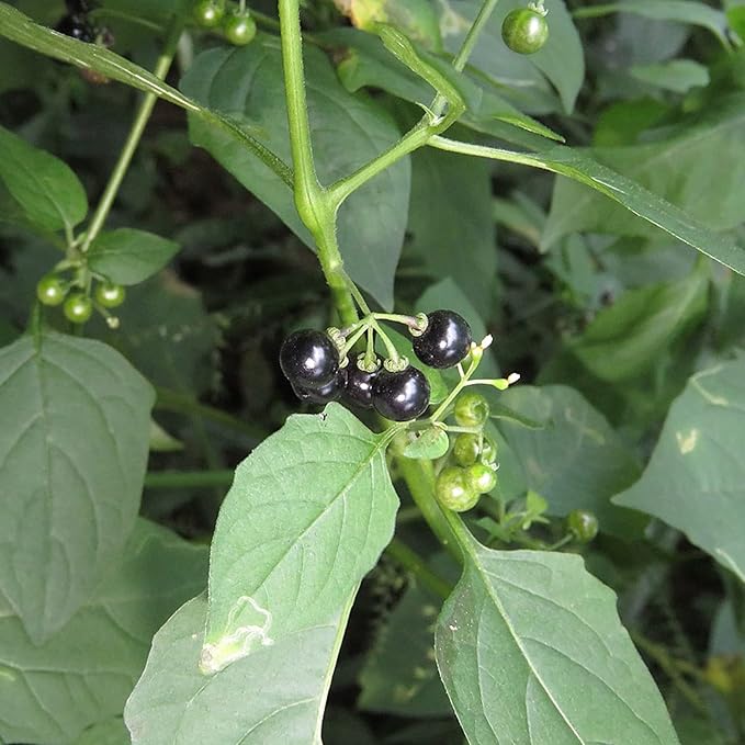 Graines de morelle noire - Solanum Nigrum Herbe comestible, peu d'entretien, annuelle/vivace pour terrasse et jardin