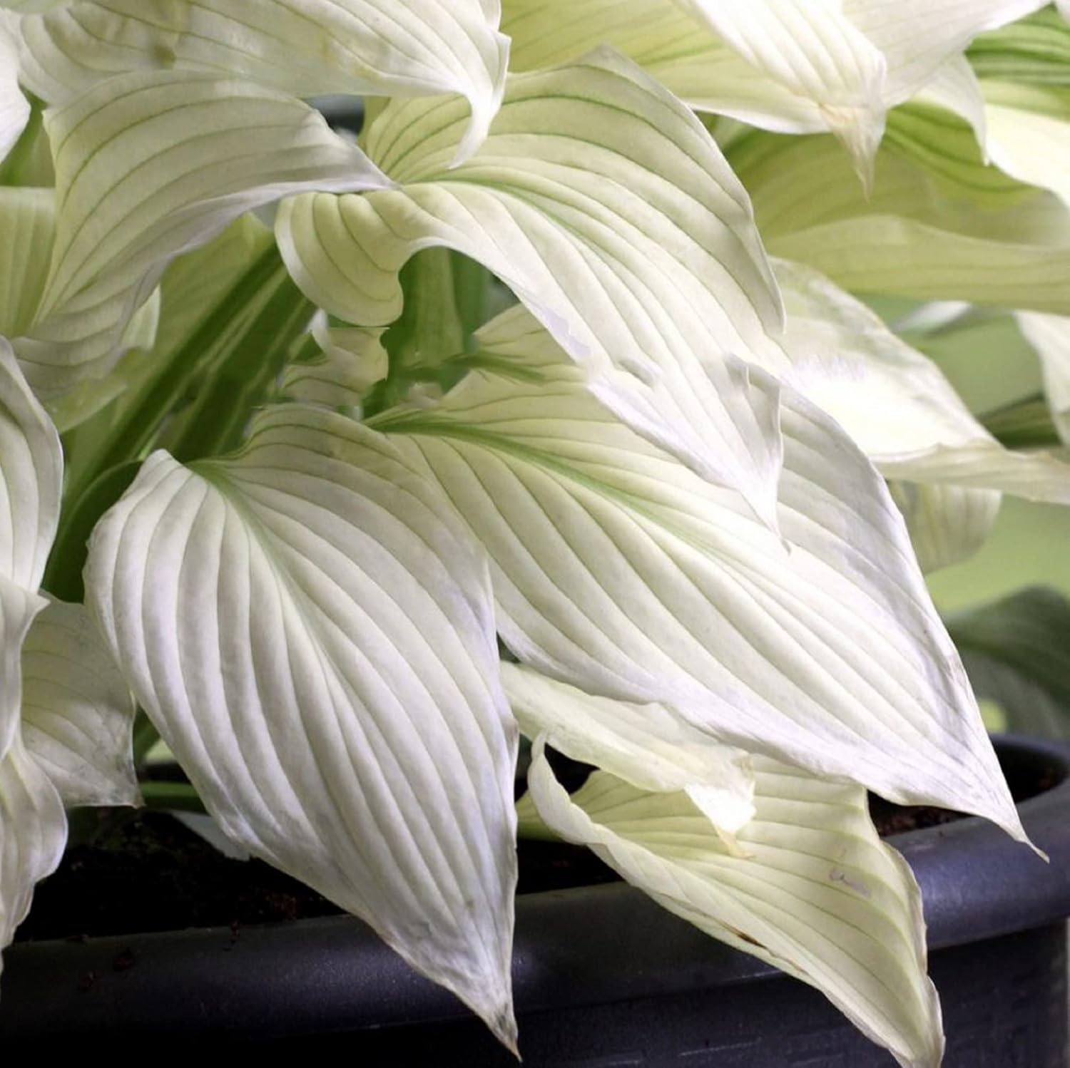 CHUXAY GARDEN 'White Feather' Hosta Plantaginea - Fragrant August Lily Seeds, Drought-Tolerant & Easy Care White Angel Plant for Beautiful Garden Blooms