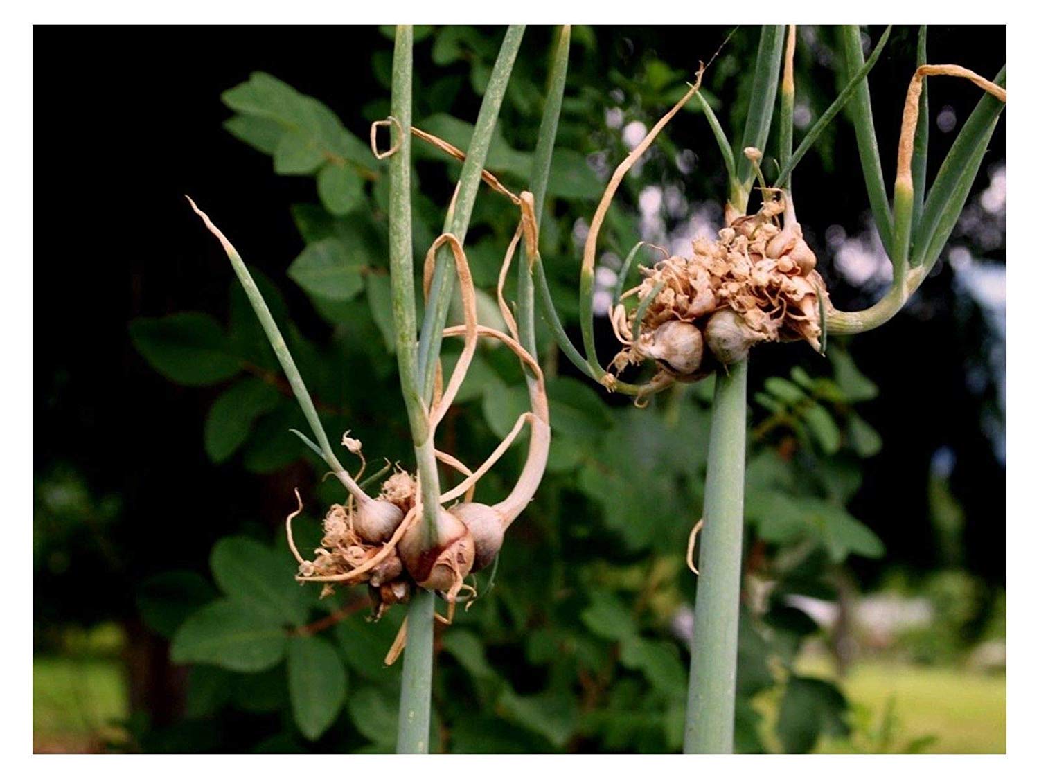 Egyptian Onion Seeds for Planting - Allium cepa viviparum, 100 pcs - Vegetable Seeds