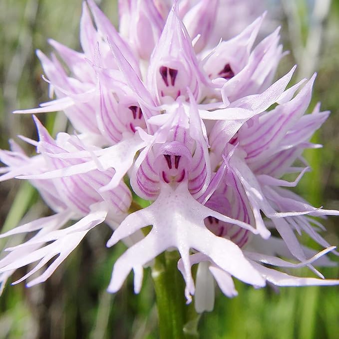 Graines de fleurs d'orchidée singe pyramidale violette pour la plantation de jardinage - 100 pièces