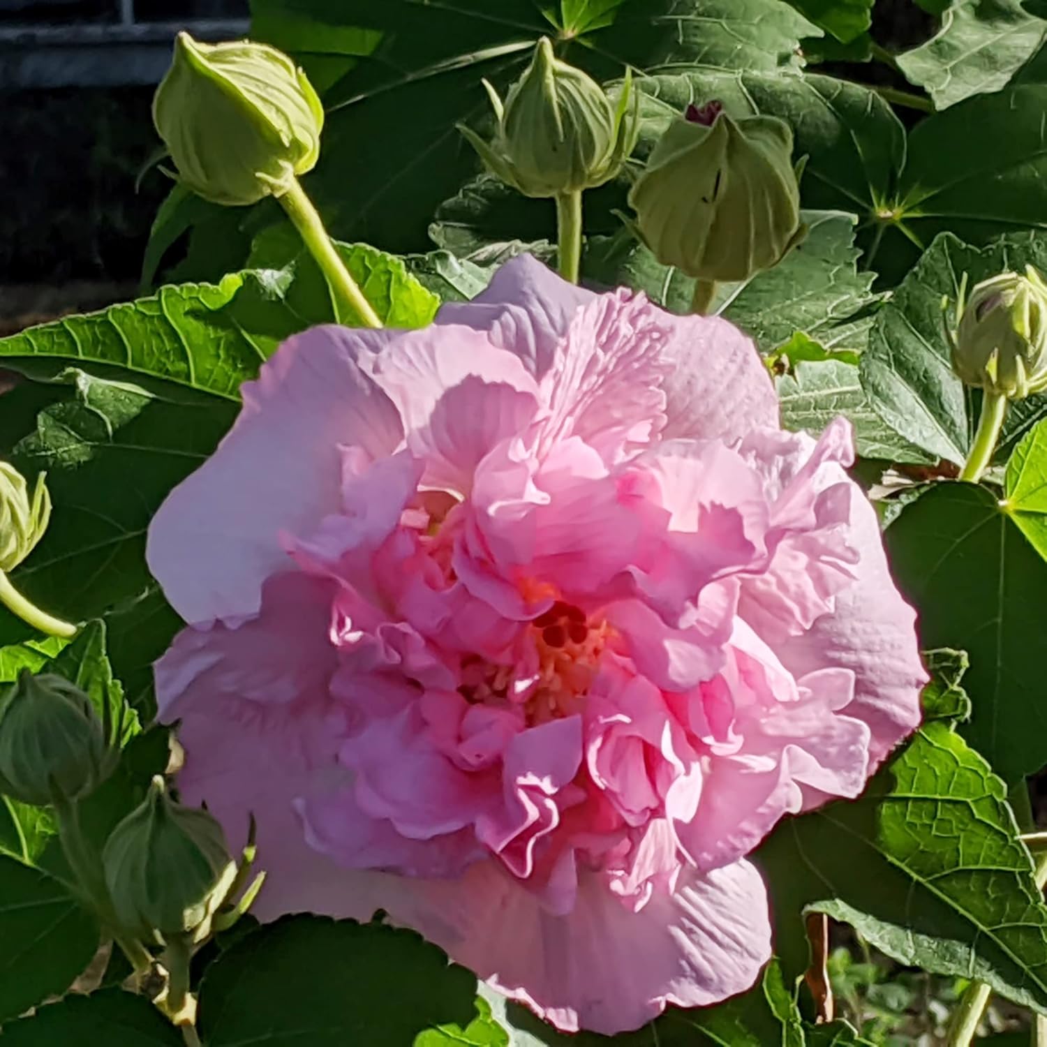 Hibiscus Mutabilis Flower Seeds for Planting – Confederate Rose Bright Double Pink Flowers