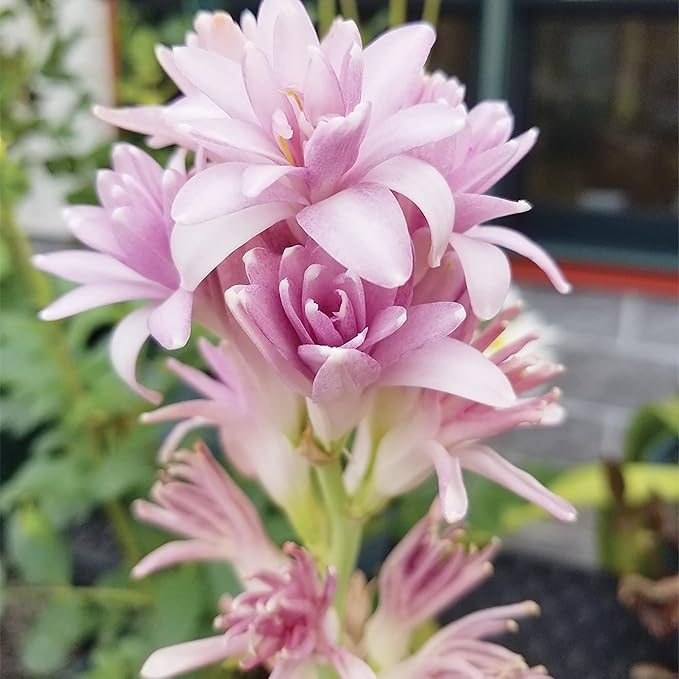 Pink Tuberose Seeds - Fragrant Perennial Showy Cut Flowers, Deer & Rabbit Resistant for Garden Bed, Border, Patio & Container - 50 Pcs