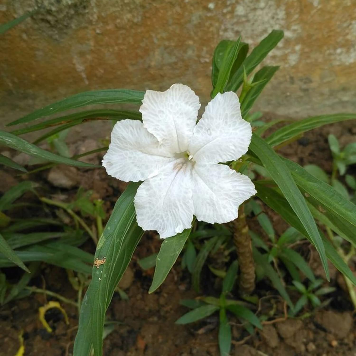 White Mexican Petunias Seeds Herbaceous Perennial Attract Bees & Butterflies Heat and Humidity Tolerant Borders Beds Containers Outdoor 30Pcs Flower Seeds