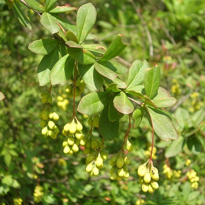 Berberis Aristata Seeds (Indian Barberry) for Gardens, Beds & Borders – Attract Pollinators, 50Pcs