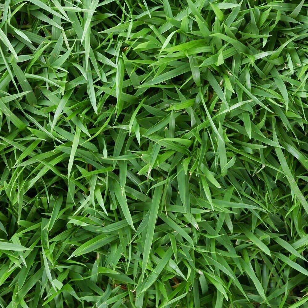 Emerald Zoysia Grass Seeds - 1/8 lb (Approx. 1,200 Seeds)