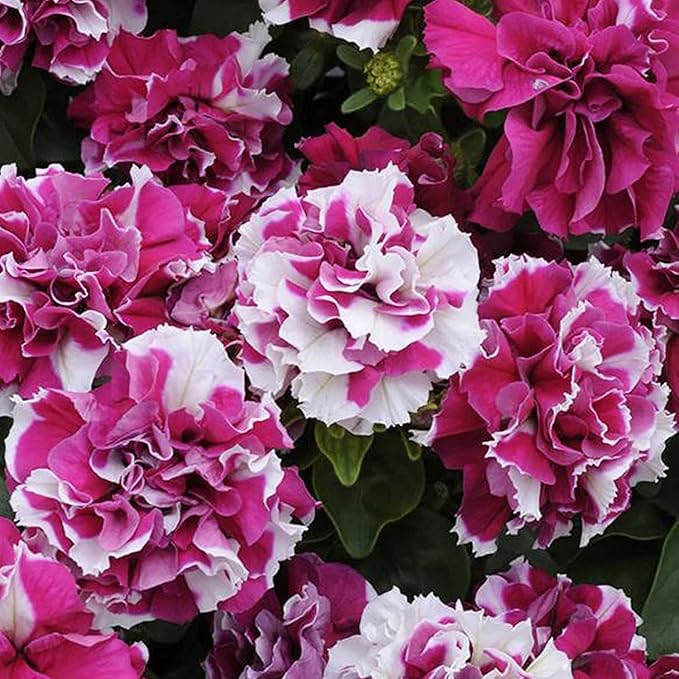 Multi-Flowered Double-Petal Petunia Seeds Light Violet for Planting