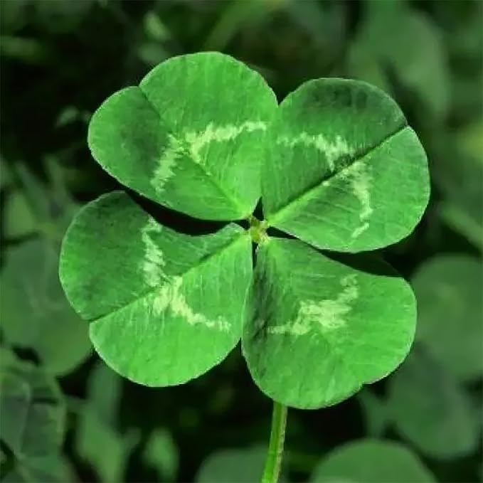 YEGAOL Garden Four Leaf Clover Seeds - Ornamental Ground Cover for Indoor & Outdoor, Potted Garden Grass - 25 Pcs