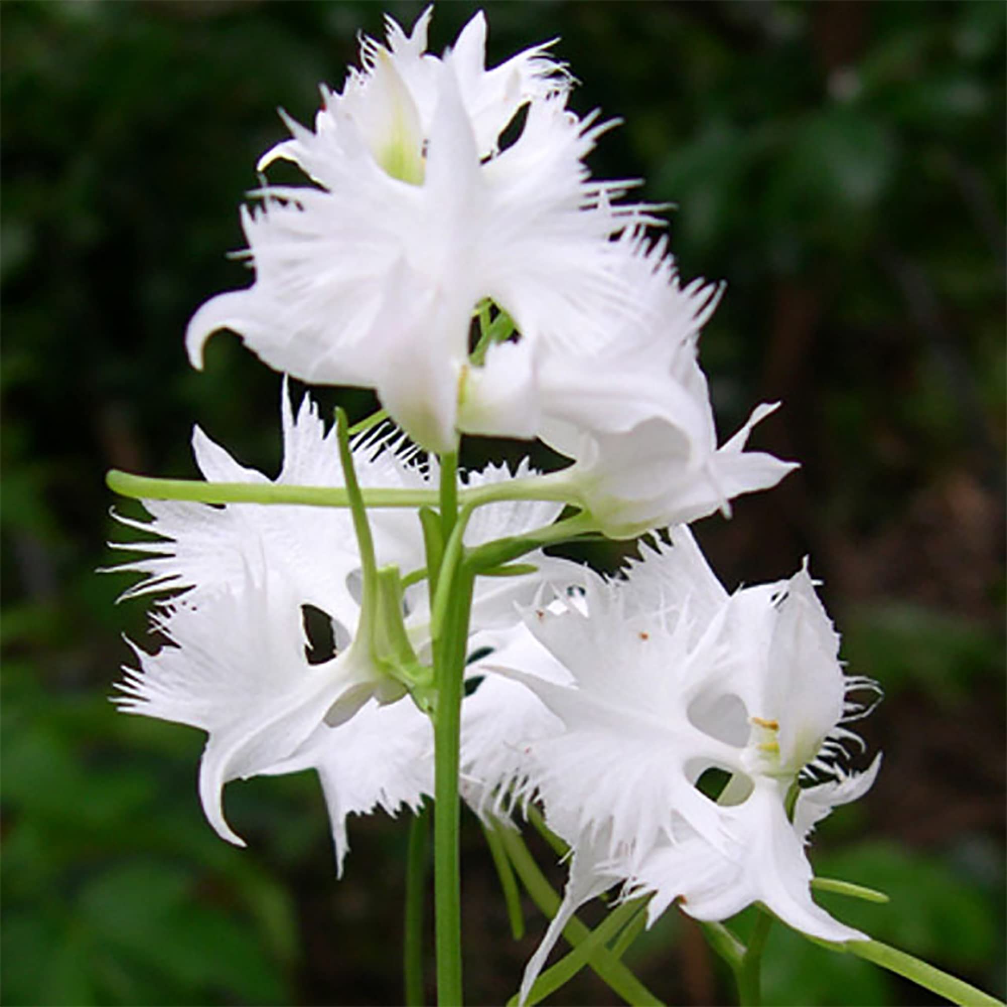 White Egret Orchid Seeds for Planting - 100 pcs - Flower seeds