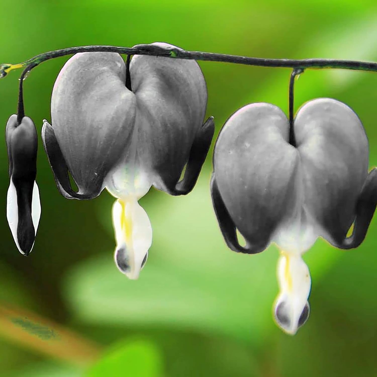 Graines de cœur saignant noir - Fleurs coupées vivaces, résistantes aux cerfs et aux lapins, attire les papillons, idéales pour les plates-bandes et les bordures - 10 pièces