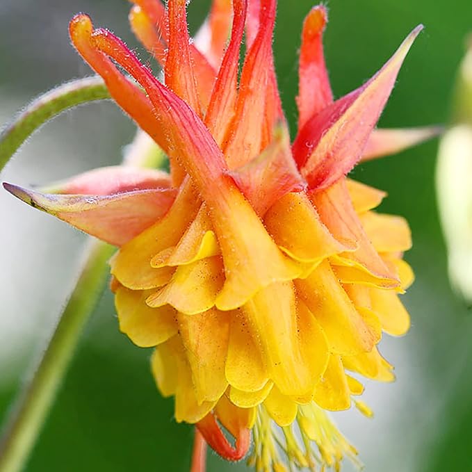 Doppelte orange-gelbe Akeleisamen – auffällige mehrjährige Pflanze, resistent gegen Rehe und Kaninchen, ideal für Bestäubergärten und -rabatten – 50 Stück