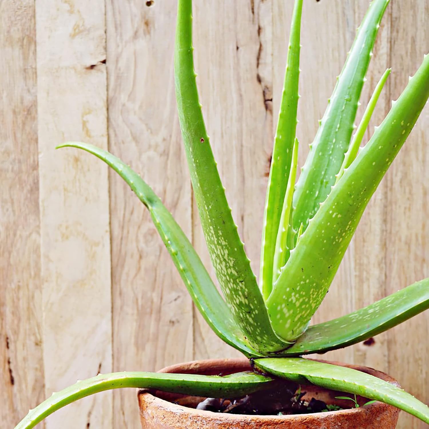 Aloe Vera Seeds - Perennial, Deer Resistant, Low Maintenance, Attracts Pollinators, Ground Covers & Decorative Containers - 100Pcs