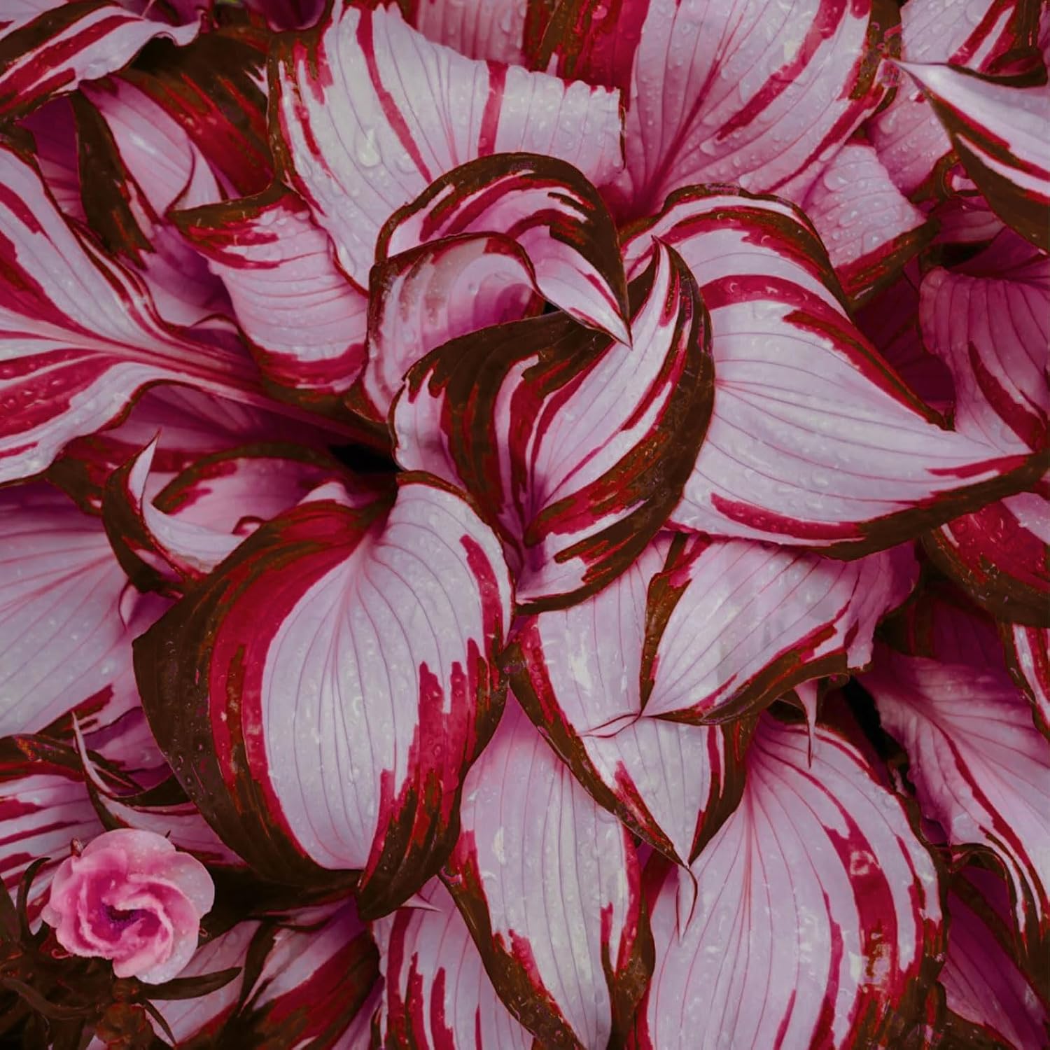 Red & White Hosta Seeds – Shade-Loving Perennial with Wavy Red Edges & White Inner Leaves, Perfect for Elegant Garden Borders, Hardy in Zones 3-9