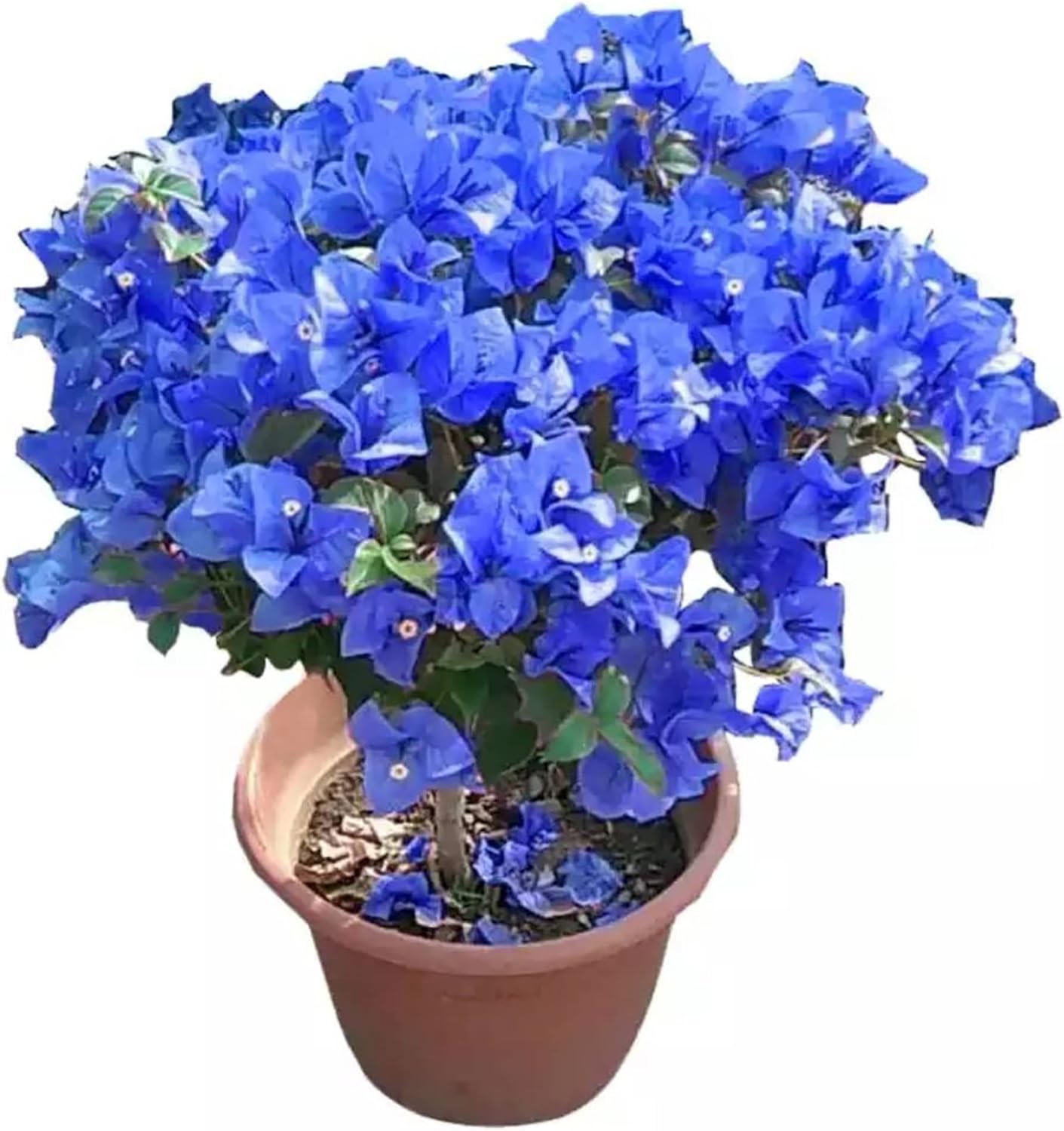 Graines de Bougainvillea spectabilis bleu à planter | Bractées éclatantes et voyantes