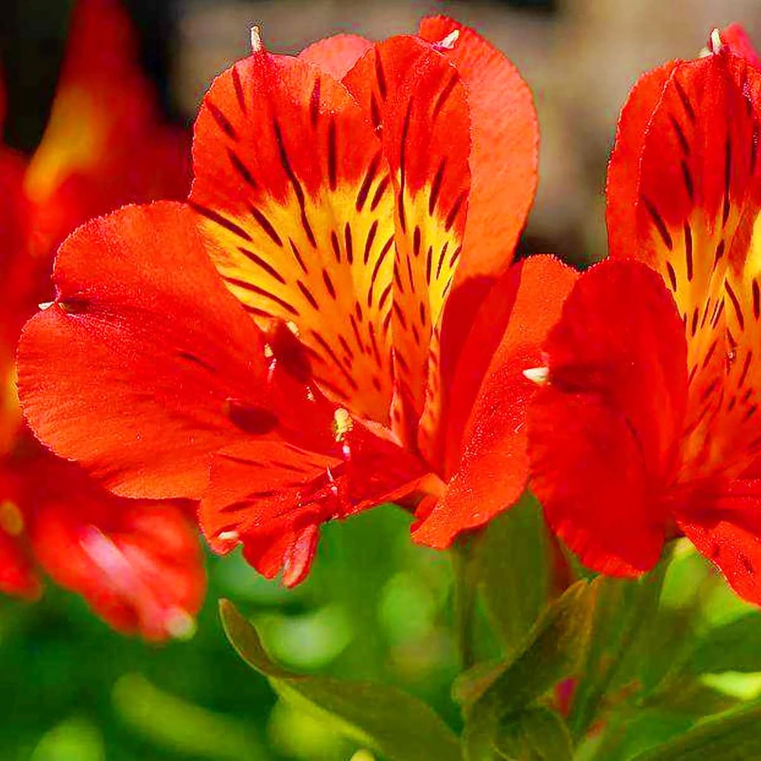 Alstroemeria Seeds or Peruvian Lily Flower Seeds For Planting,Attracts Pollinators