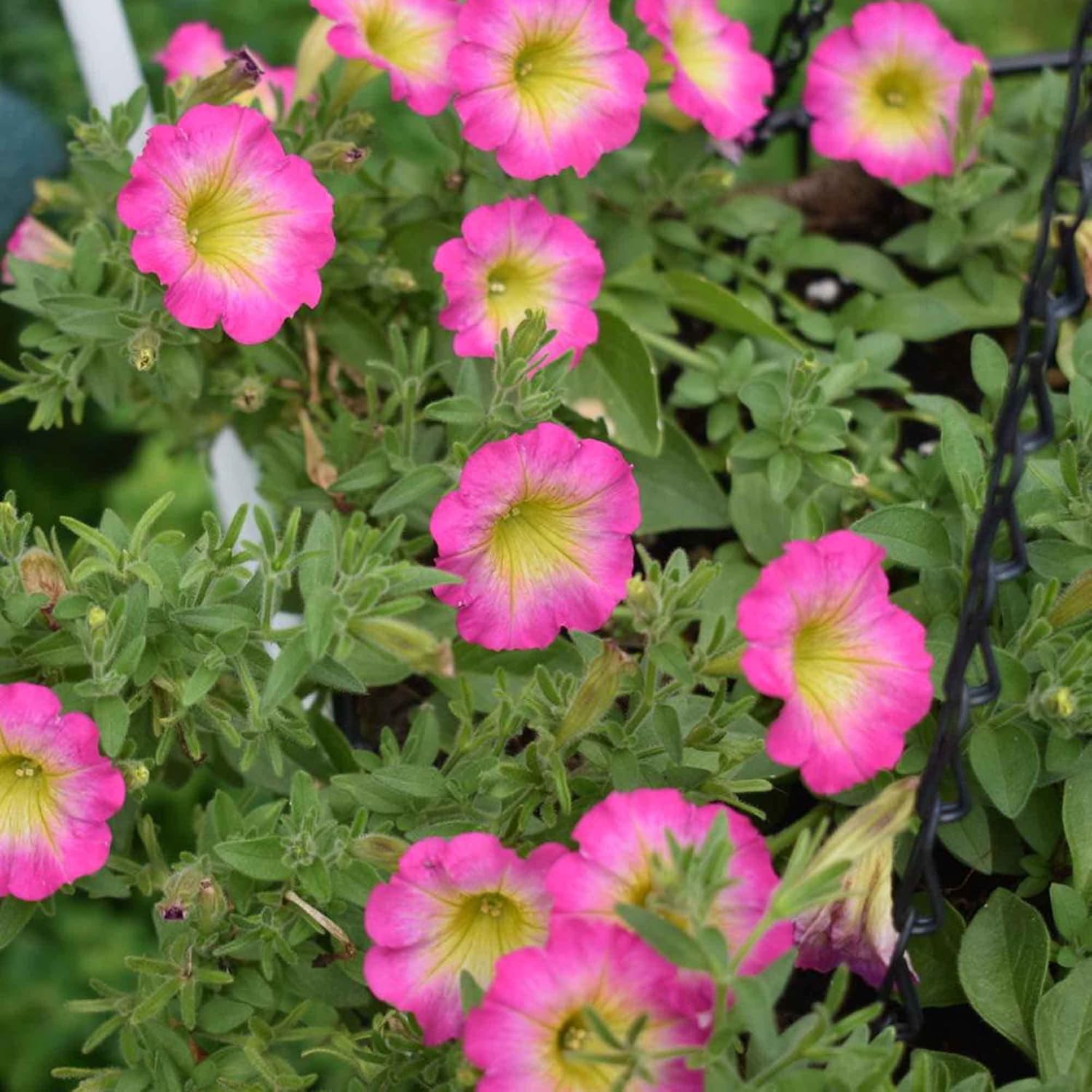 Petunia 'Supertunia Daybreak Charm' Seeds Showy Flowers Drought Tolerant Attract Hummingbirds Hanging Baskets Beds Outdoor 50Pcs Flower Seeds