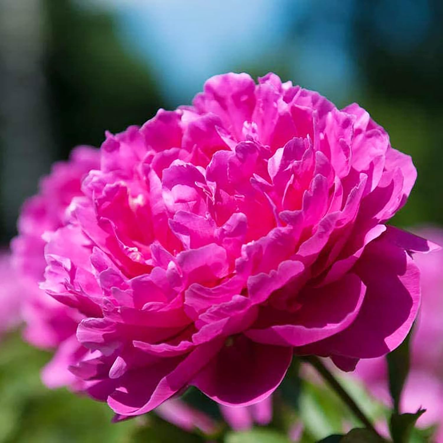 Peony Seeds, Popular Flowering Perennial Plant with Large Fragrant Blooms for Gardens & Floral Arrangements – 50Pcs