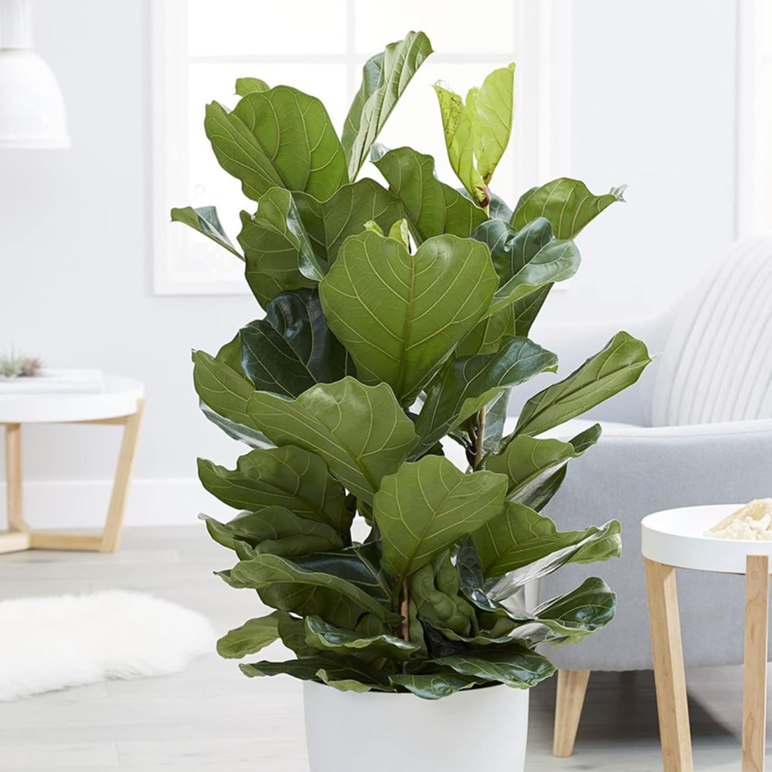 Ficus Lyrata Seeds for Planting,Fiddle-Leaf Fig Tree Seeds