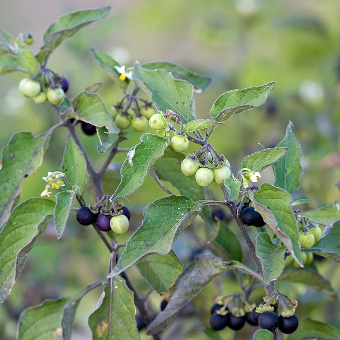 Graines de morelle noire - Solanum Nigrum Herbe comestible, peu d'entretien, annuelle/vivace pour terrasse et jardin