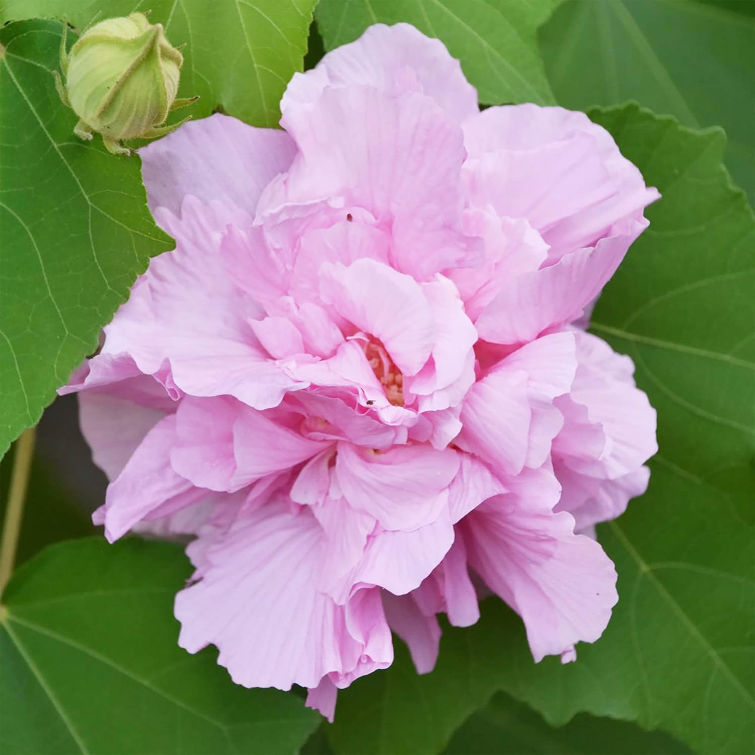 Hibiscus Mutabilis Flower Seeds for Planting – Confederate Rose Bright Double Pink Flowers