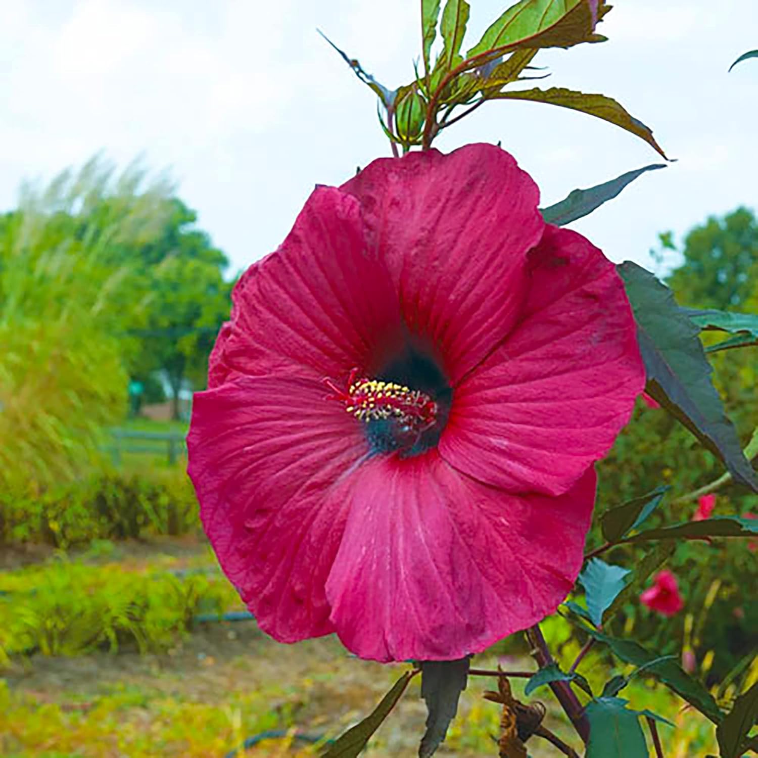 Garten, 100 Stück Riesen-Hibiskussamen | Teller-Hibiskus | Moscheutos-Sumpfmalve | Mehrjährige winterharte Zierpflanze | Blumensamen für draußen