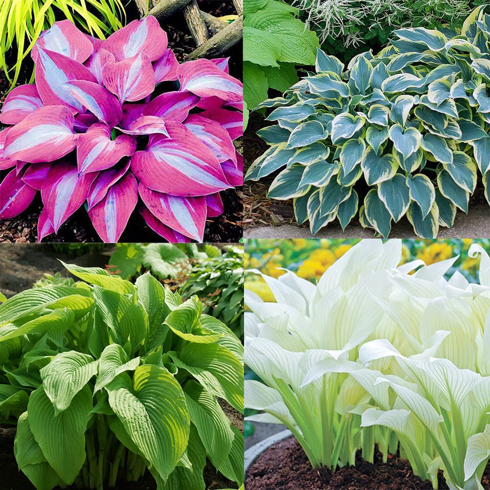 Hosta Mix Plant Seeds – Vibrant Hardy Perennials for Shade, Easy to Grow & Maintain