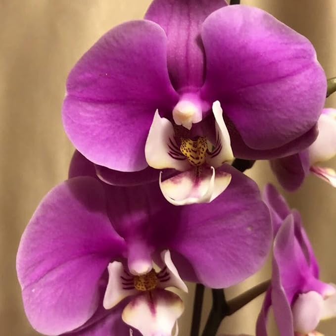 Cymbidium Orchid Seeds - Fragrant, Hardy, Easy to Care, Great for Beginners - Indoor/Outdoor Cut Flower - 100 Pieces