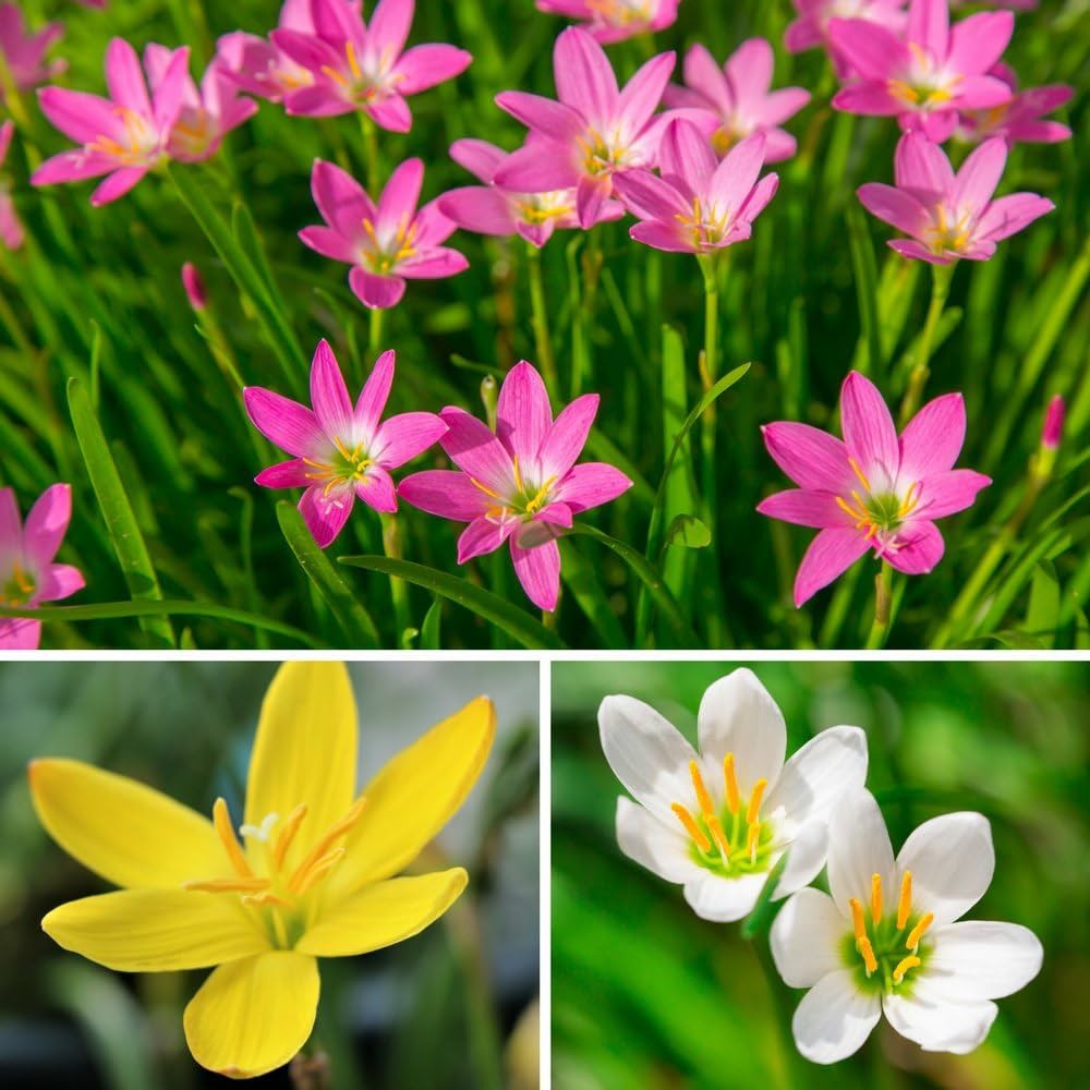 Mixed Rain Lily Flower Seeds, Planting - 100 pcs - Flower seeds