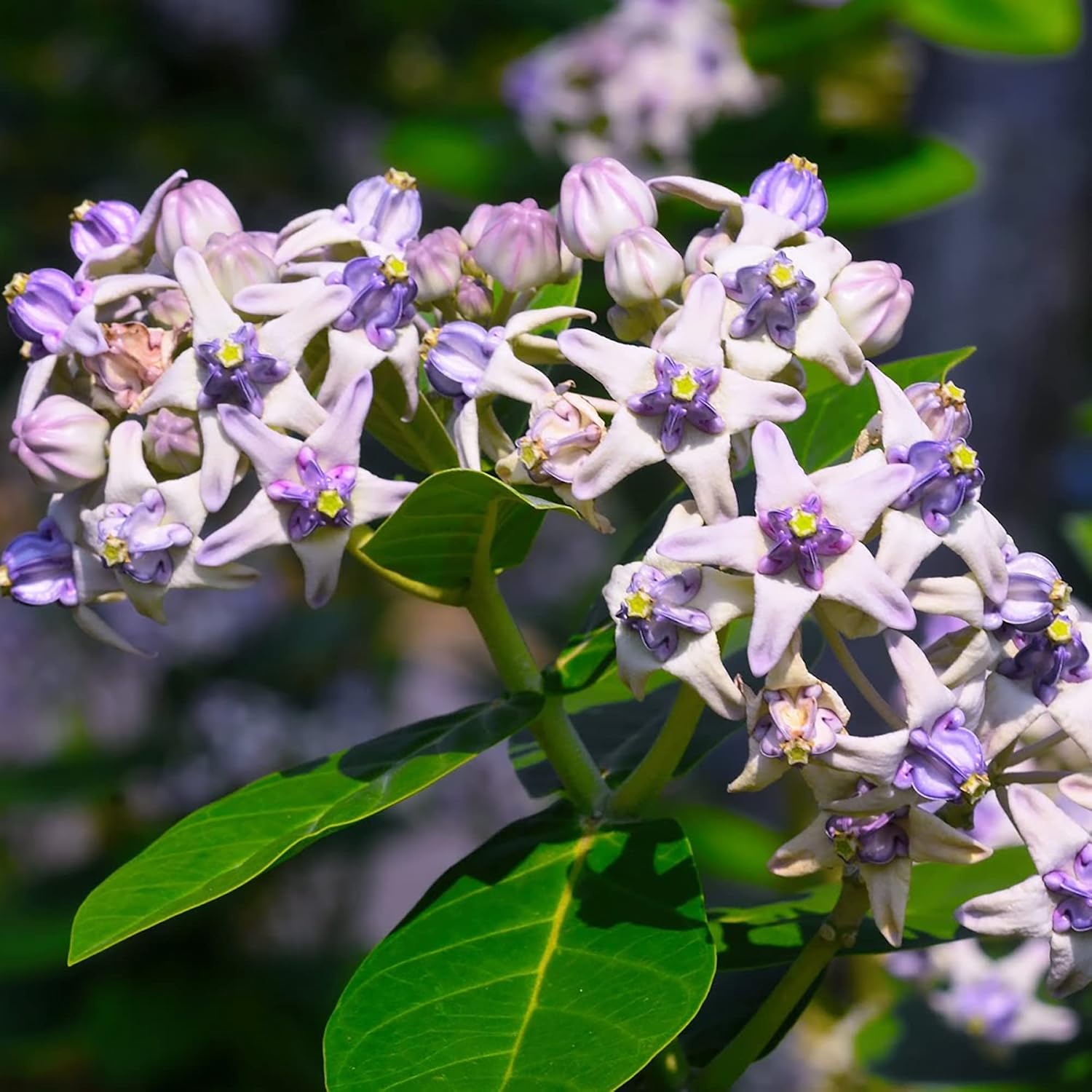 Riesen-Seidenpflanze, Samen Calotropis Gigantea, mehrjährig, breitblättrig, immergrün, trockenheitsresistent, zieht Schmetterlinge an, pflegeleicht, Heckenrand für den Außenbereich, 5 Stück 