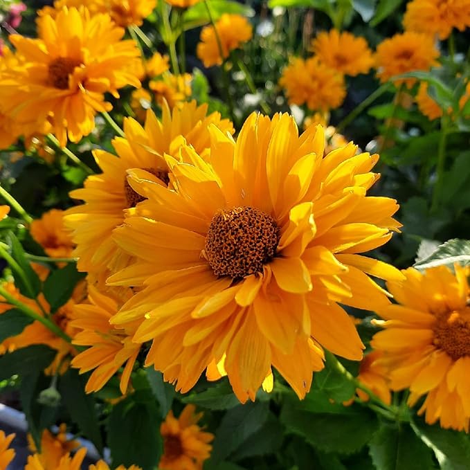 Falsche Sonnenblumenkerne - Heliopsis Helianthoides, mehrjährig mit hellen, fröhlichen Blüten